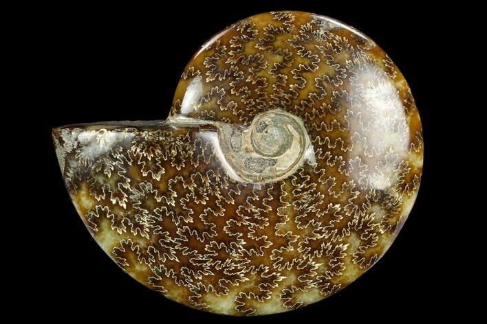 Polished Ammonite (Cleoniceras) Fossil - Madagascar #127226